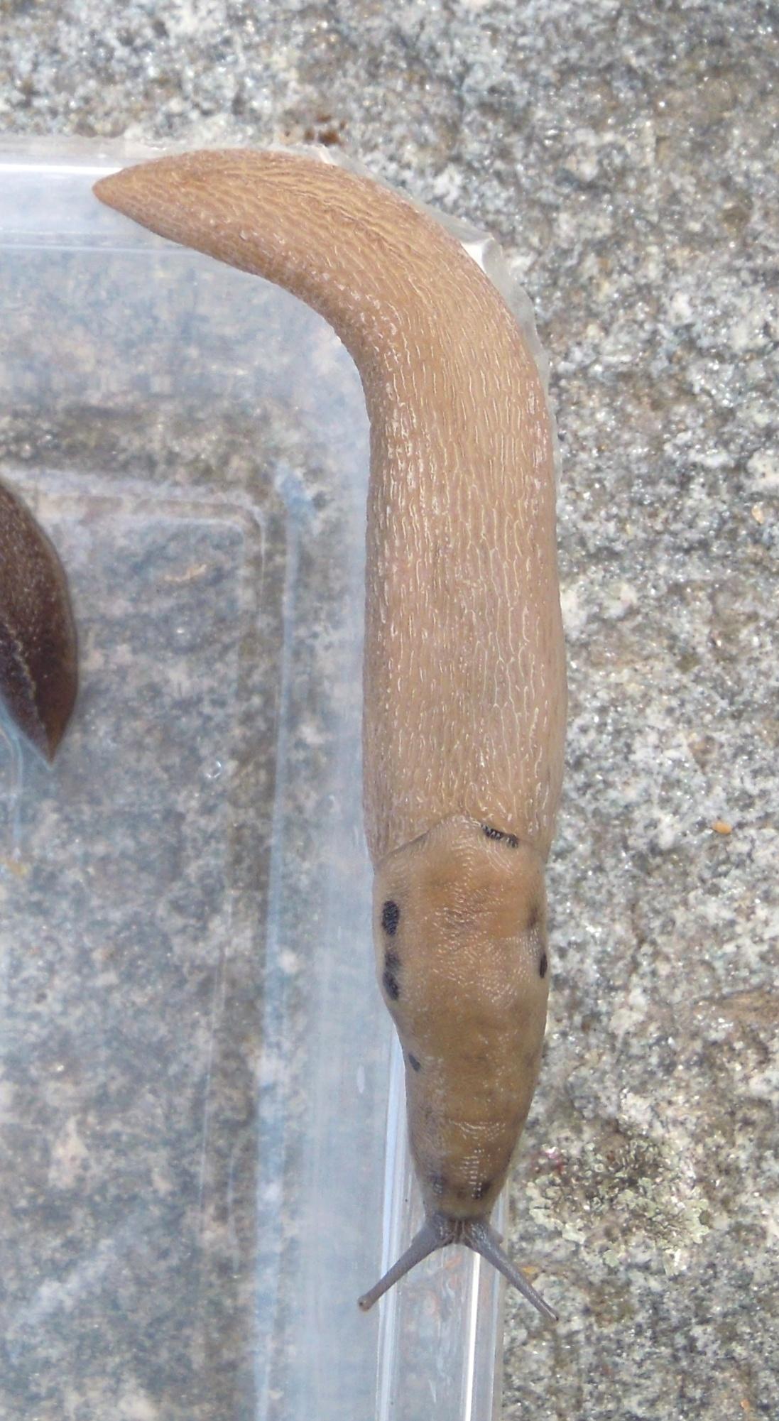 Limax sp. da Rorà (TO)